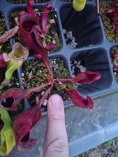 Sarracenia Purpurea AKA The