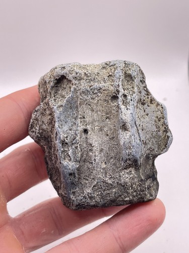 Carolina fossil whale - whale, dolphin