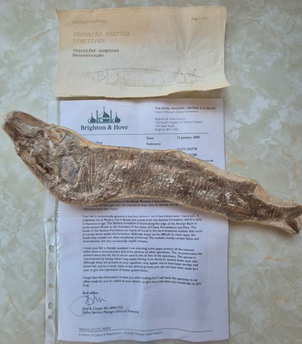 Fossil fish formacao santana - -,