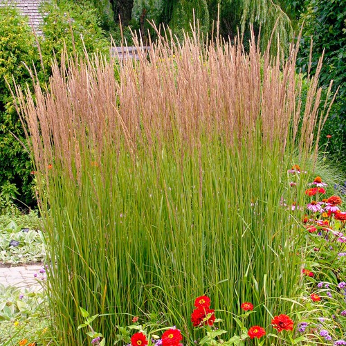 Calamagrostis karl foerster - karl,