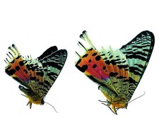 Madagascan sunset moth dried