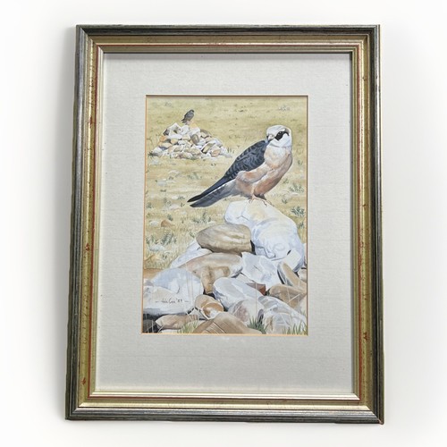 Falcon hawk original - falcon/hawk,