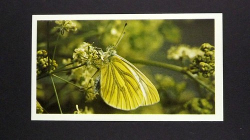 Grandee cigar card - grandee,