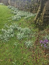 100 Snowdrops In The Green