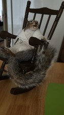 Taxidermy Squirrel