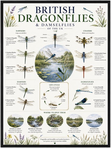 British dragonflies - dragonflies, &