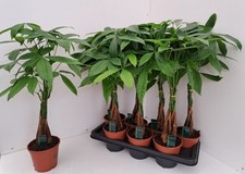 XL Pachira Aquatica 'Money Tree' Established, Indoor / House Plant, 14cm Pot