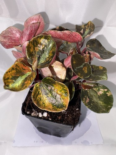Peperomia metallica creme - metallica,