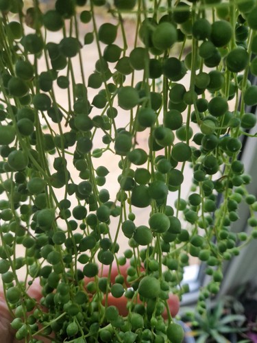 String pearls cuttings - string,