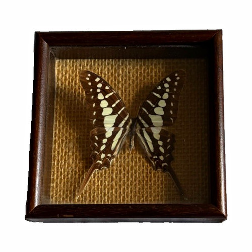 Exotica world butterflies - exotica,