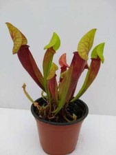 SARRACENIA 'MIEKE' (catesbaei)pitcher CARNIVOROUS insect eating plant in 3½" pot