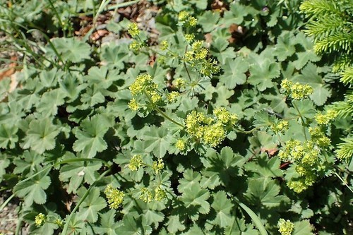 Alchemilla collection 3 - alchemilla,