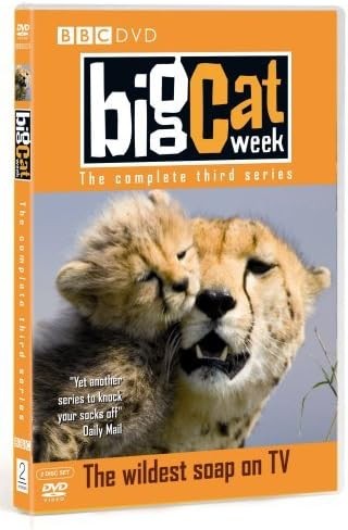 Big cat week series - cat,