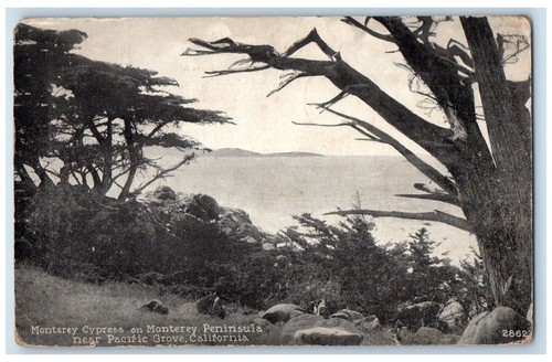 1925 monterey cypress - 1925,