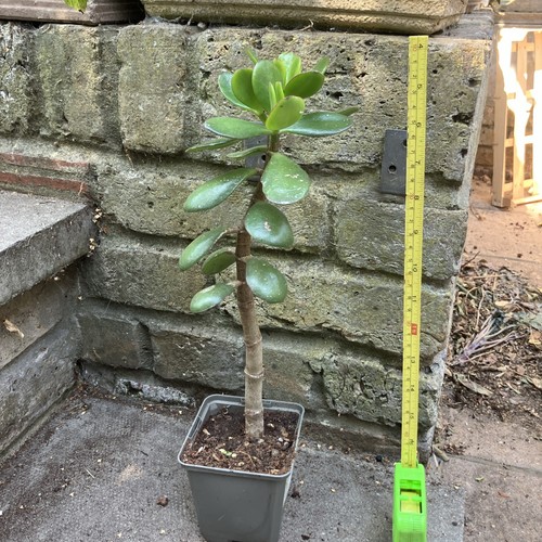 30cm jade money - 30cm,