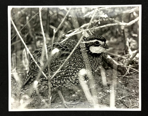 1980s northern bobwhite quail - 1980s,