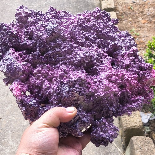 Purple reef shelf rock - purple,