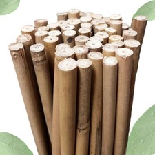 Bamboo Canes Garden Plant