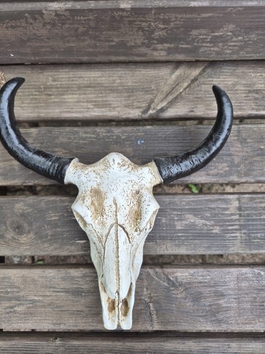 Animal long horn cow - animal,