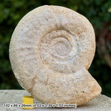 Fossil ammonite perisphinctes - fossil,