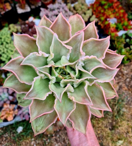 Echeveria madiba pink - madiba,