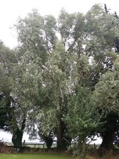 White Willow Salix Alba bare