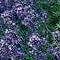 Herb lavender munstead - -,