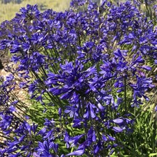 Agapanthus Brilliant Blue