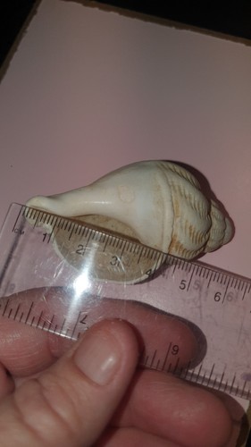 Hermit crab shells marine - crab,