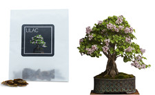 30 Lilac Bonsai Seeds | Grow