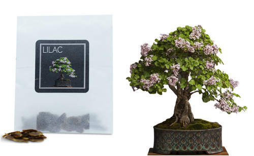 Lilac bonsai seeds grow - bonsai, |