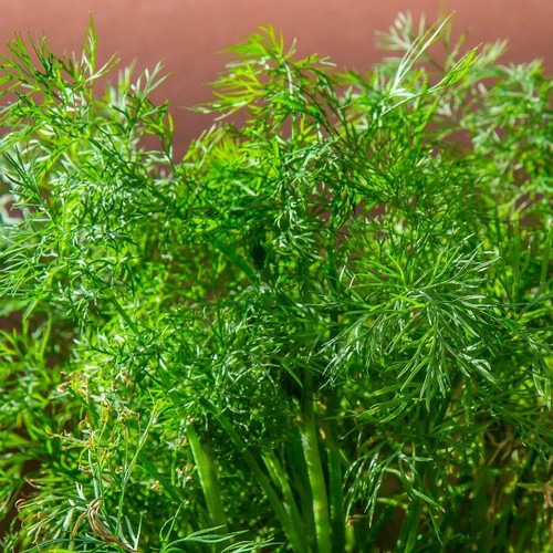 Dill plug plants vegetables - dill,