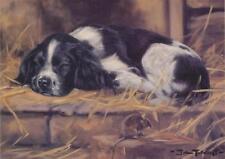 Springer Spaniel Dog Puppy