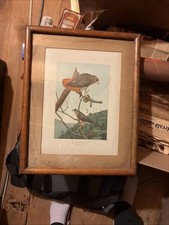 1902 RED-TAILED HAWK COOPERS BIRD PREY YORK LOUIS AGASSIZ FUERTES PRINT FC10390