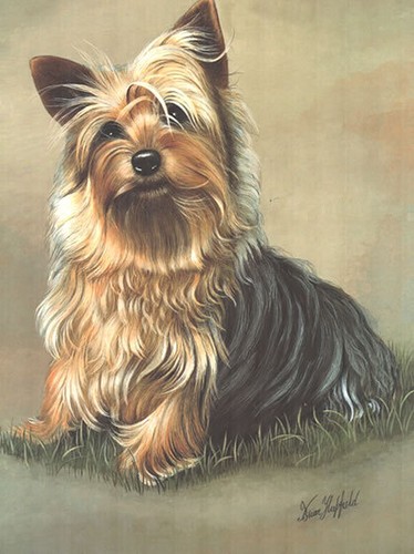 Print yorkshire terrier - print,