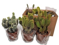 Bunny Ear Opuntia Cacti Established, Easy Care Indoor / House Plant, 14cm Pot