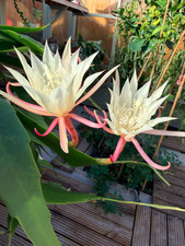 Epiphyllum Orchid fragrance