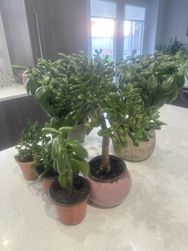 Crassula ovata jade money - crassula,