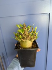 Adenium Arabicum /Desert Rose/ Not Obesum/Succulent/Cactus/Caudex Uk 