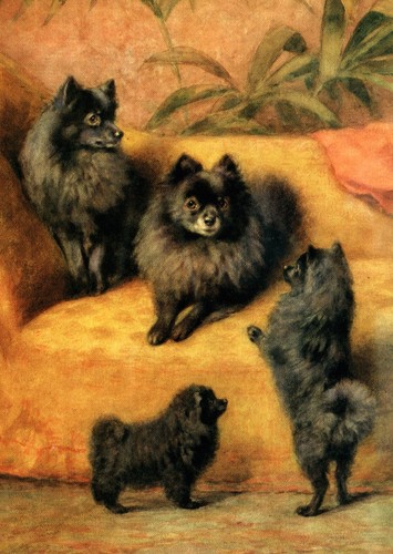 Pomeranian dog greeting - pomeranian, card