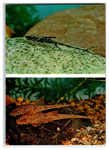 1984 russian planeta postcard - planeta,