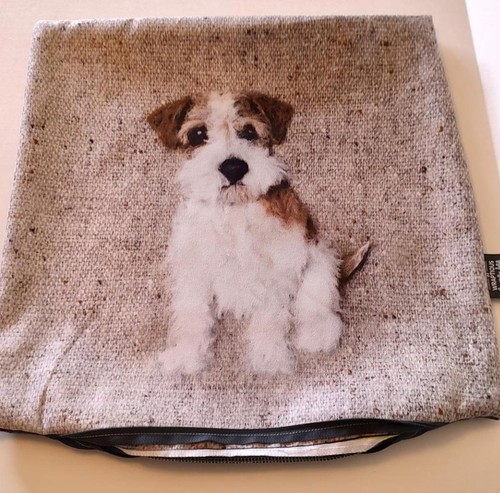 Rough jack russell terrier dog - russell,