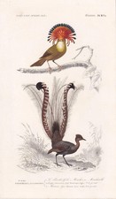 1861 FLYCATCHER & LYREBIRD Bird Print - Antique Wall Art - 5.75 x 9.75 Inches