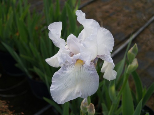 Bearded iris english cottage - bearded,