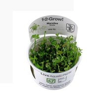 Tropica Foreground Live