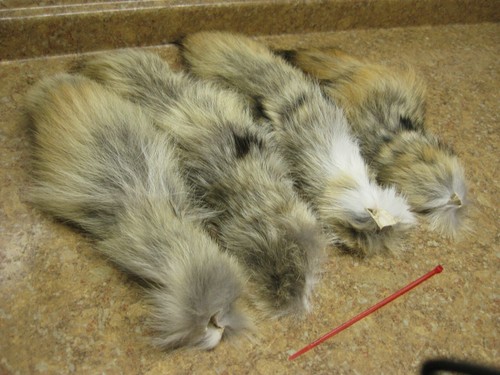 Tanned coyote tail - tanned, #