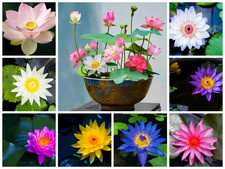 60 Pcs Mix Bonsai Bowl Lotus