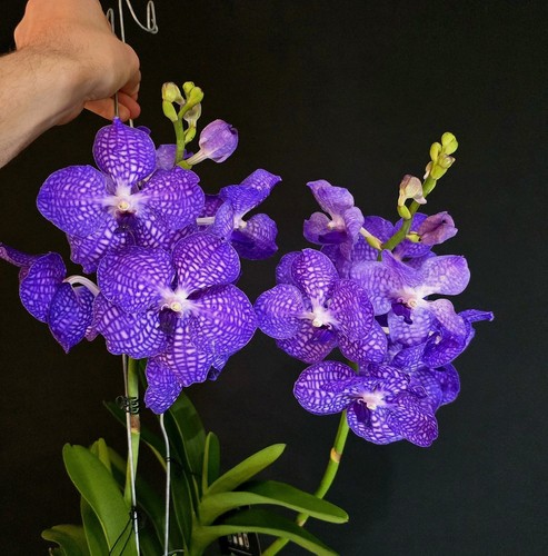 Vanda new blue - vanda,