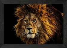 LION Framed Wall Art Poster