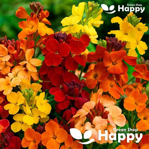 Wallflower tall fair - tall,